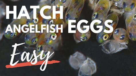 angel fish eggs hatching|pictures of angelfish eggs.